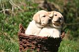LABRADOR 1188